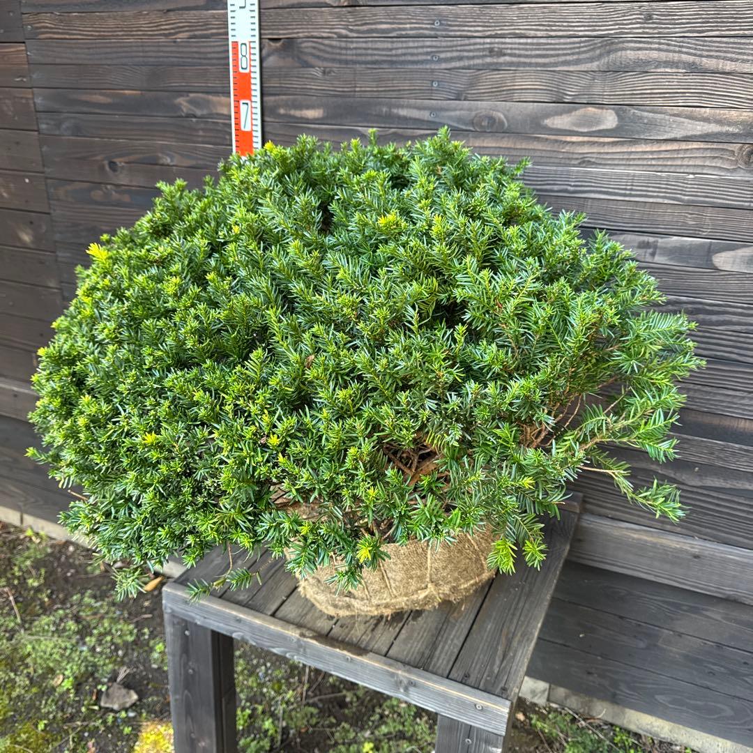 キンキャラ/大玉【現品発送】管理70740