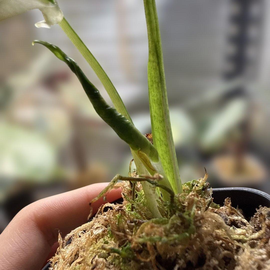 アロカシア ククラータ クリンクル アルボ