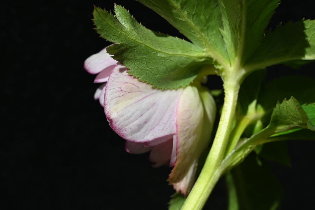 クリスマスローズ　認定プリマヴェーラビンクゴールド　加藤農園