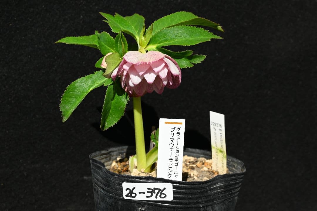 クリスマスローズ　認定プリマヴェーラビンクゴールド　加藤農園