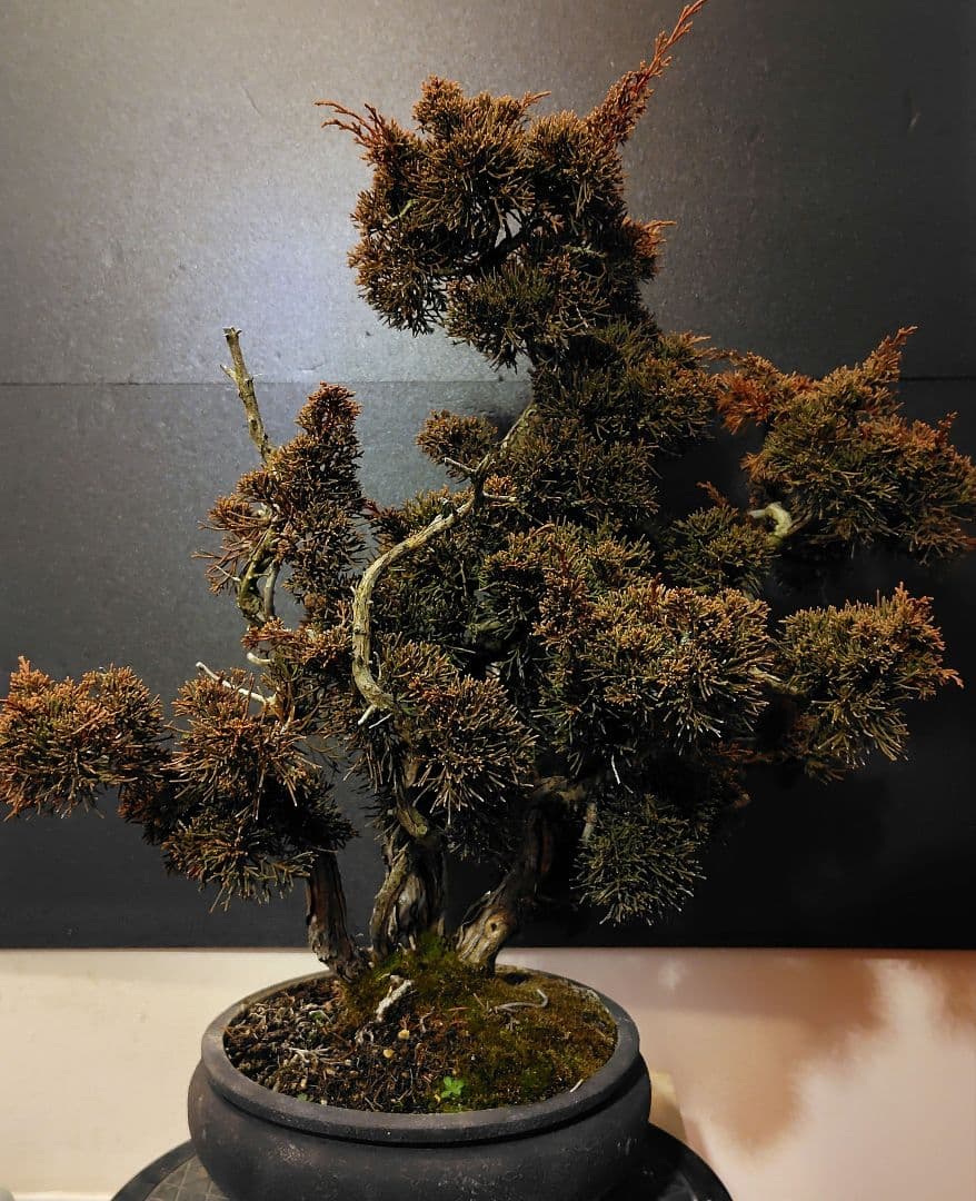 訳あり品！真柏盆栽！