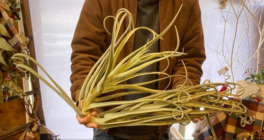 チランジア ドゥラティ