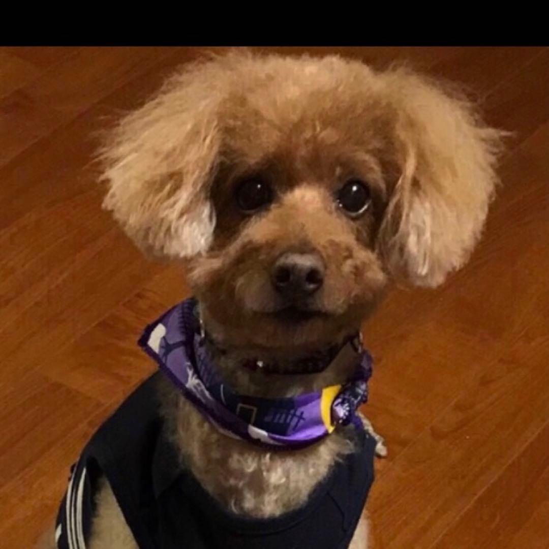 lapiros-plus様ご確認用です