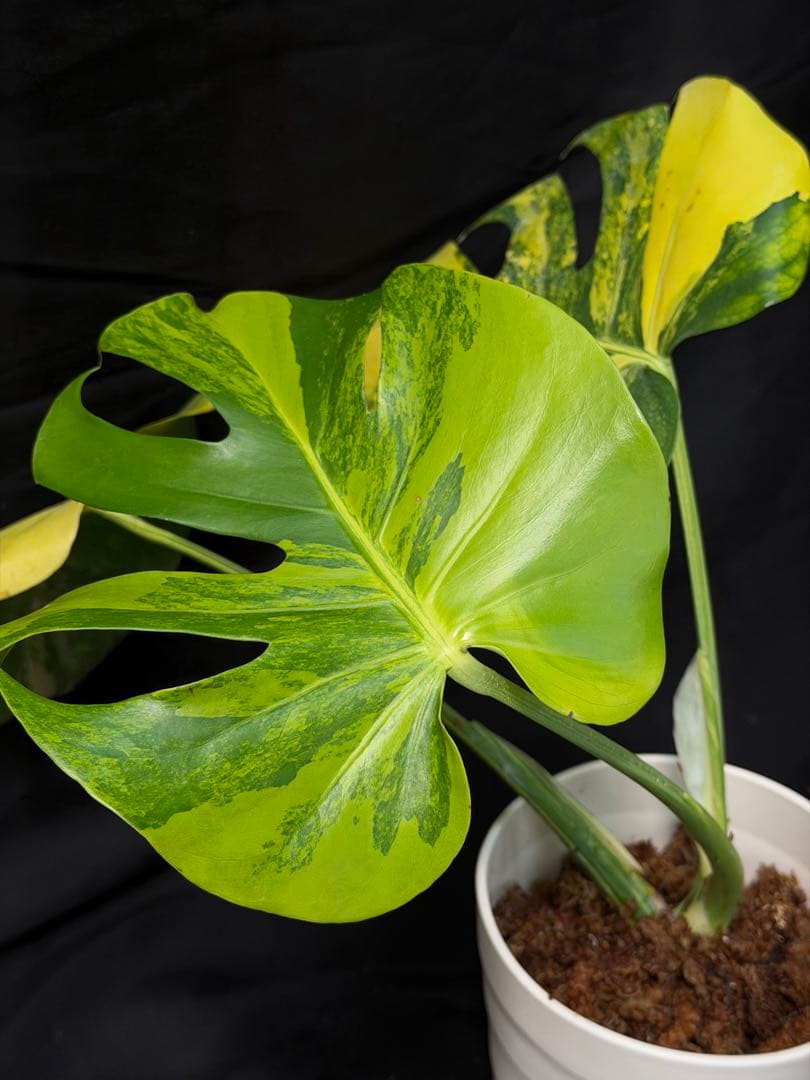 し*★様 1Bモンステラ デリシオーサ イエローマリリン 黄班 大株 オーレア