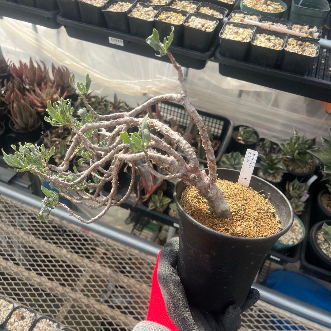 オトンナ　ロバタ　大株　当方で２夏越済　鉢ごと発送