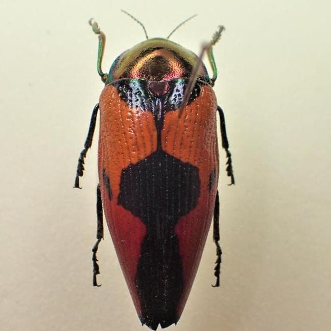 その他 xymorpha meeki.