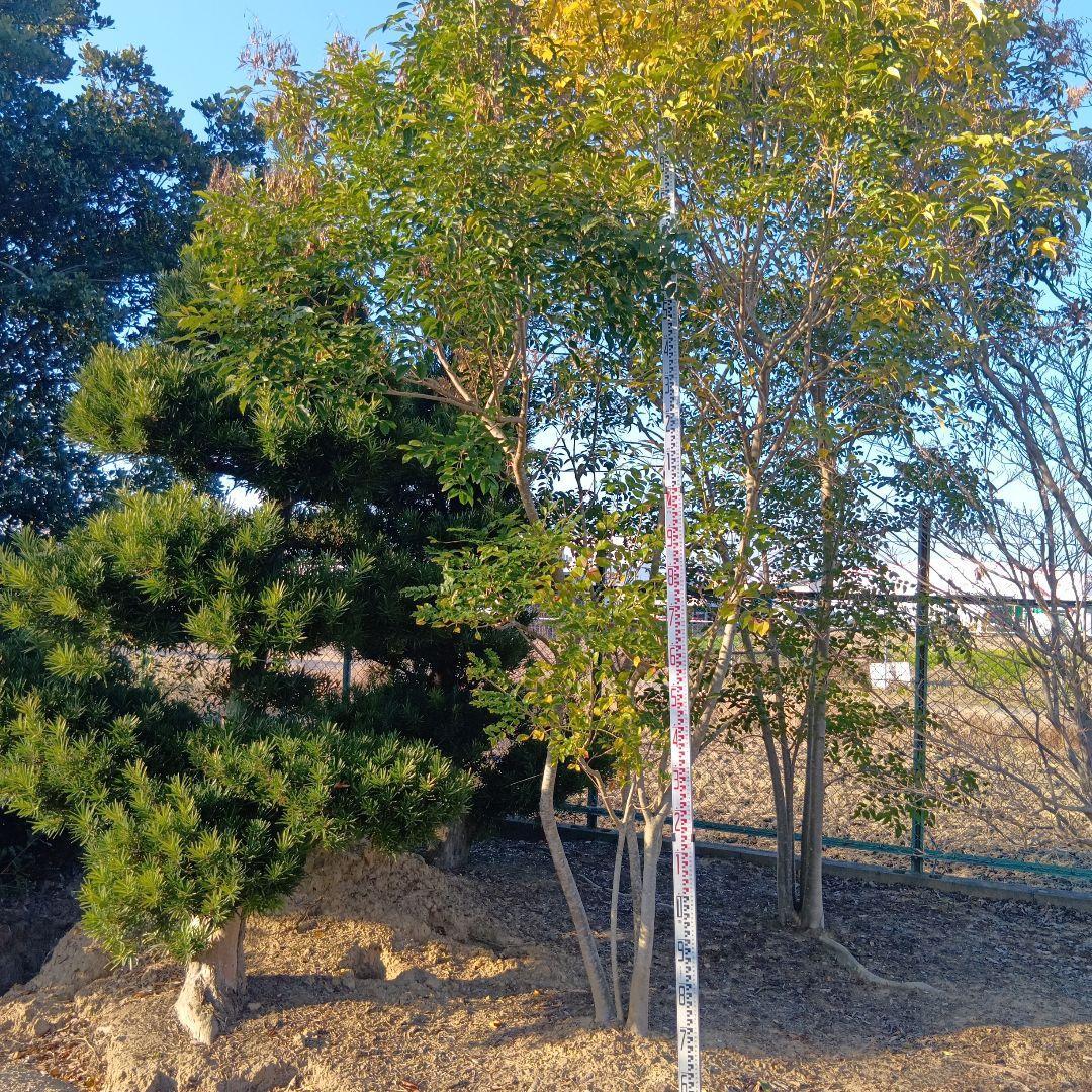 シマトネリコ（高さ4.0メイトル）