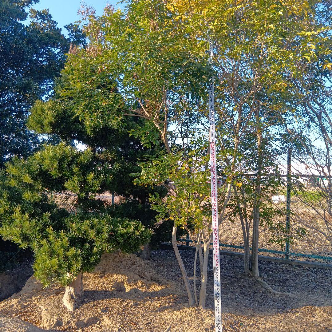 シマトネリコ（高さ4.0メイトル）