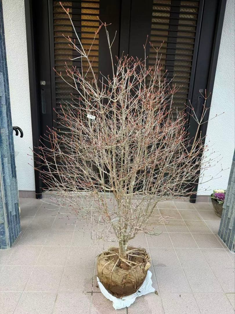 ドウダンツツジ苗木　特大株