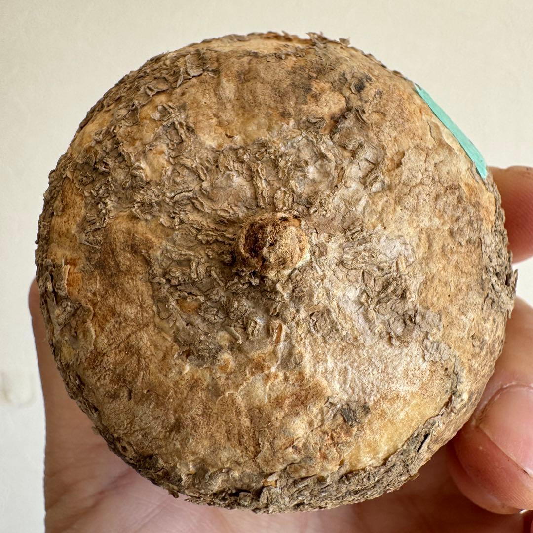 10.アデニア・オバタ 輸入直後ベアルート株　Adenia Ovata