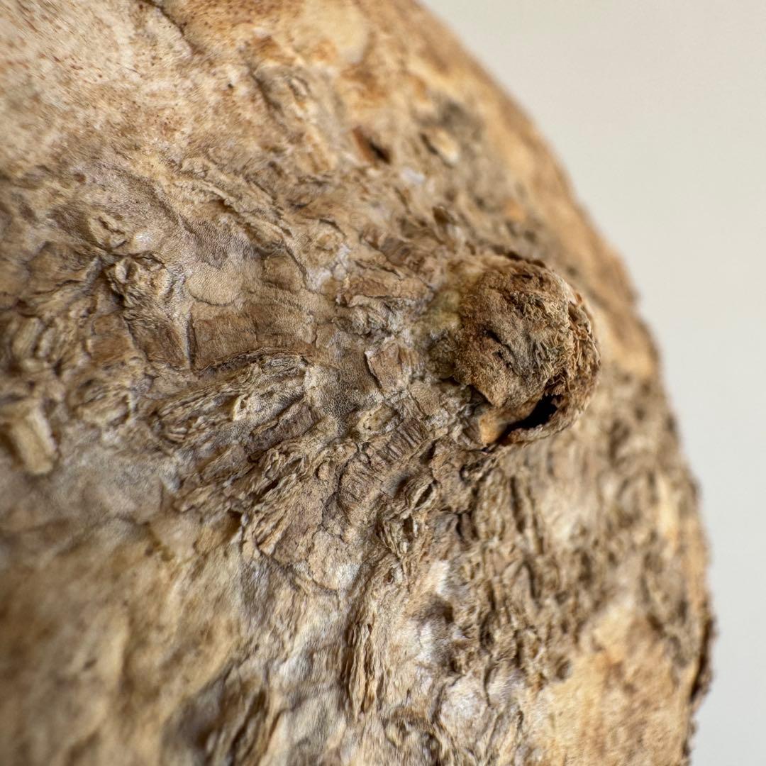 10.アデニア・オバタ 輸入直後ベアルート株　Adenia Ovata