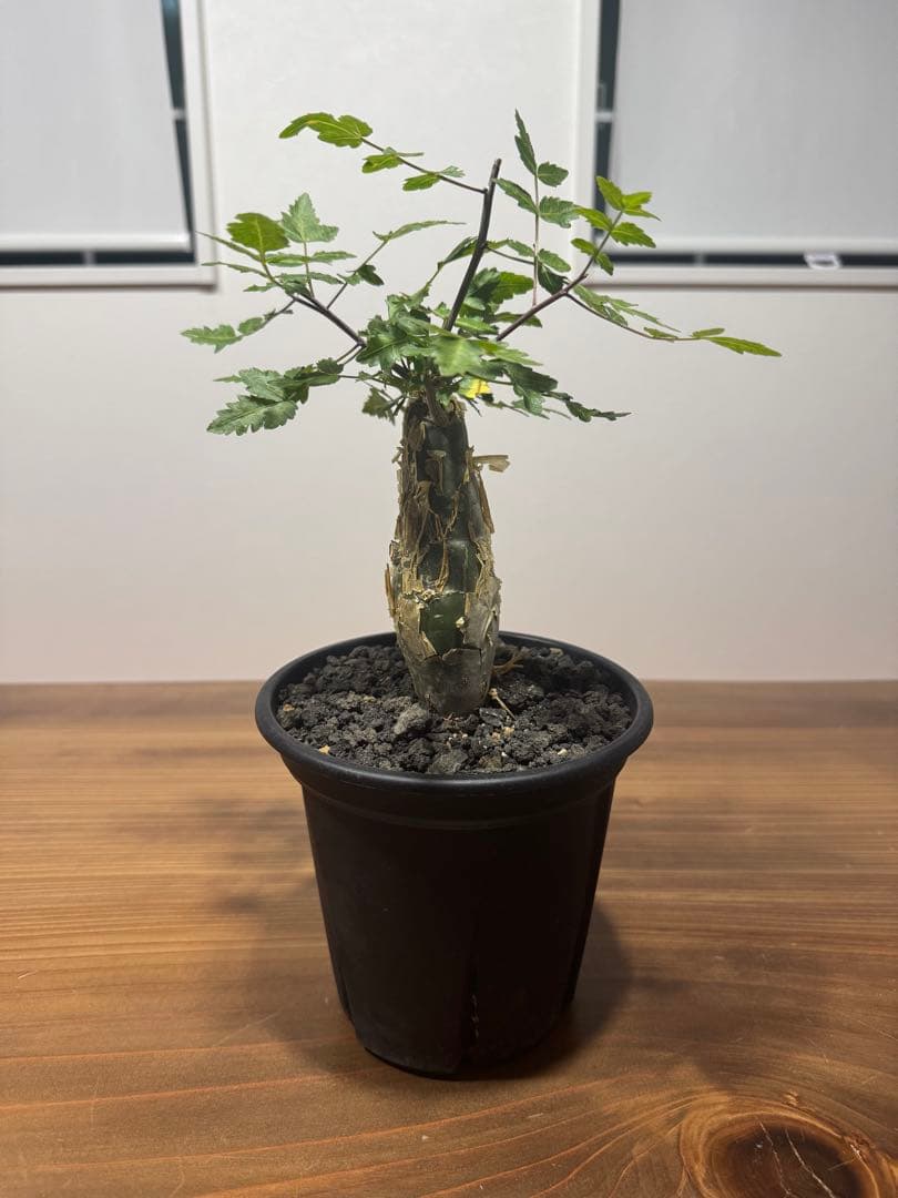 \" Bursera fagaroides \" ブルセラ ファガロイデス 塊根植物