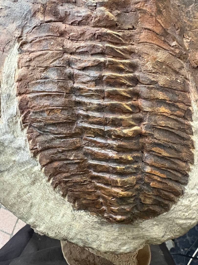 大きな三葉虫　化石