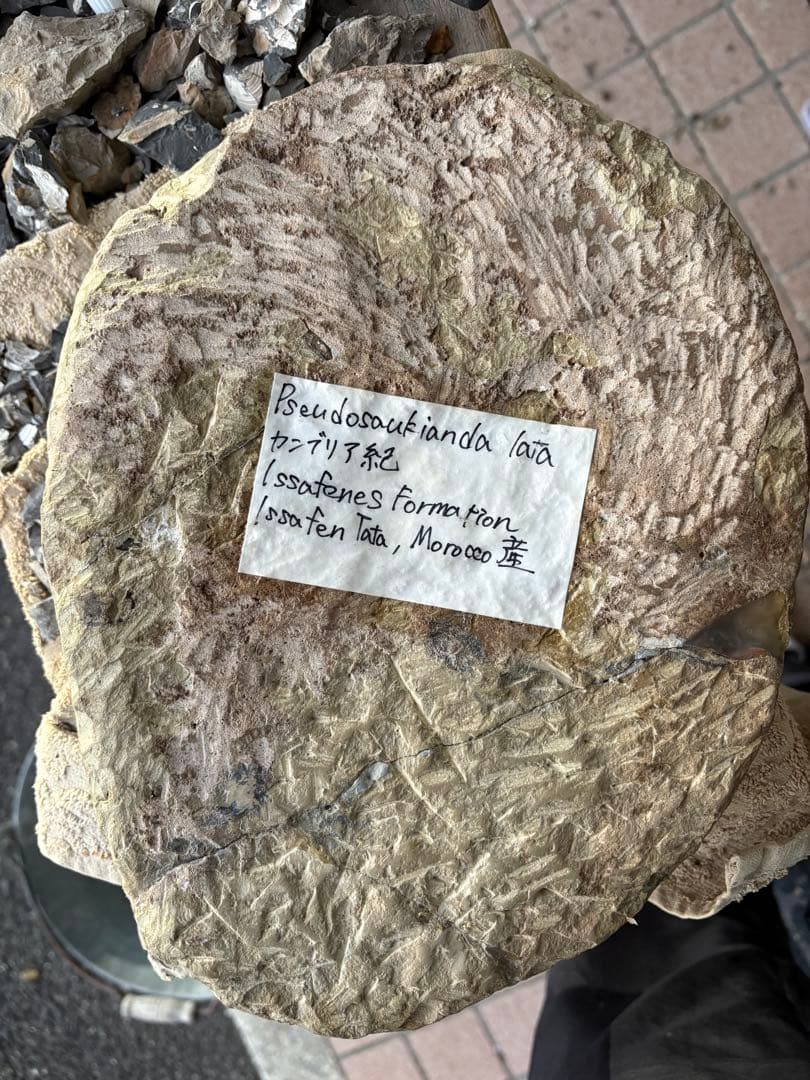 大きな三葉虫　化石