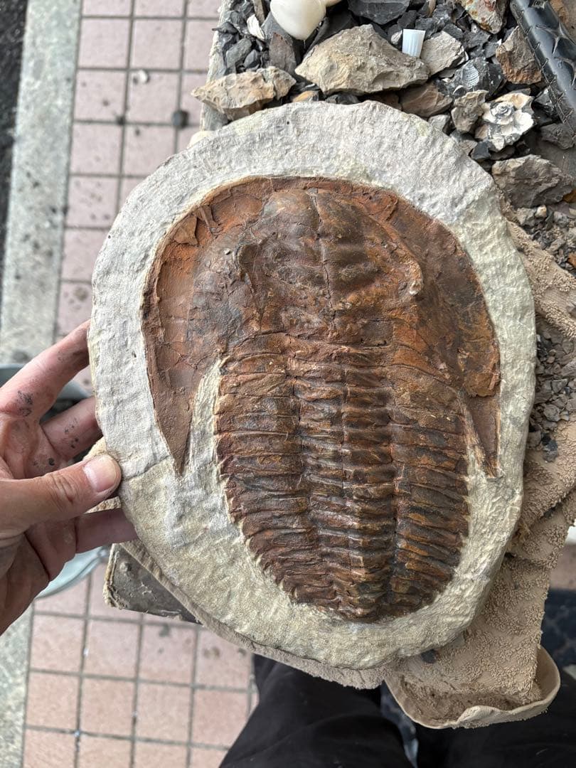 大きな三葉虫　化石