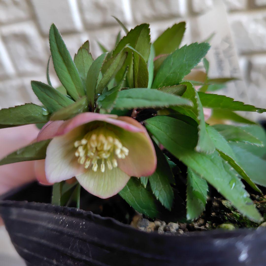 専用【開花株】横山園芸クリスマスローズ　ベビードール　札付き