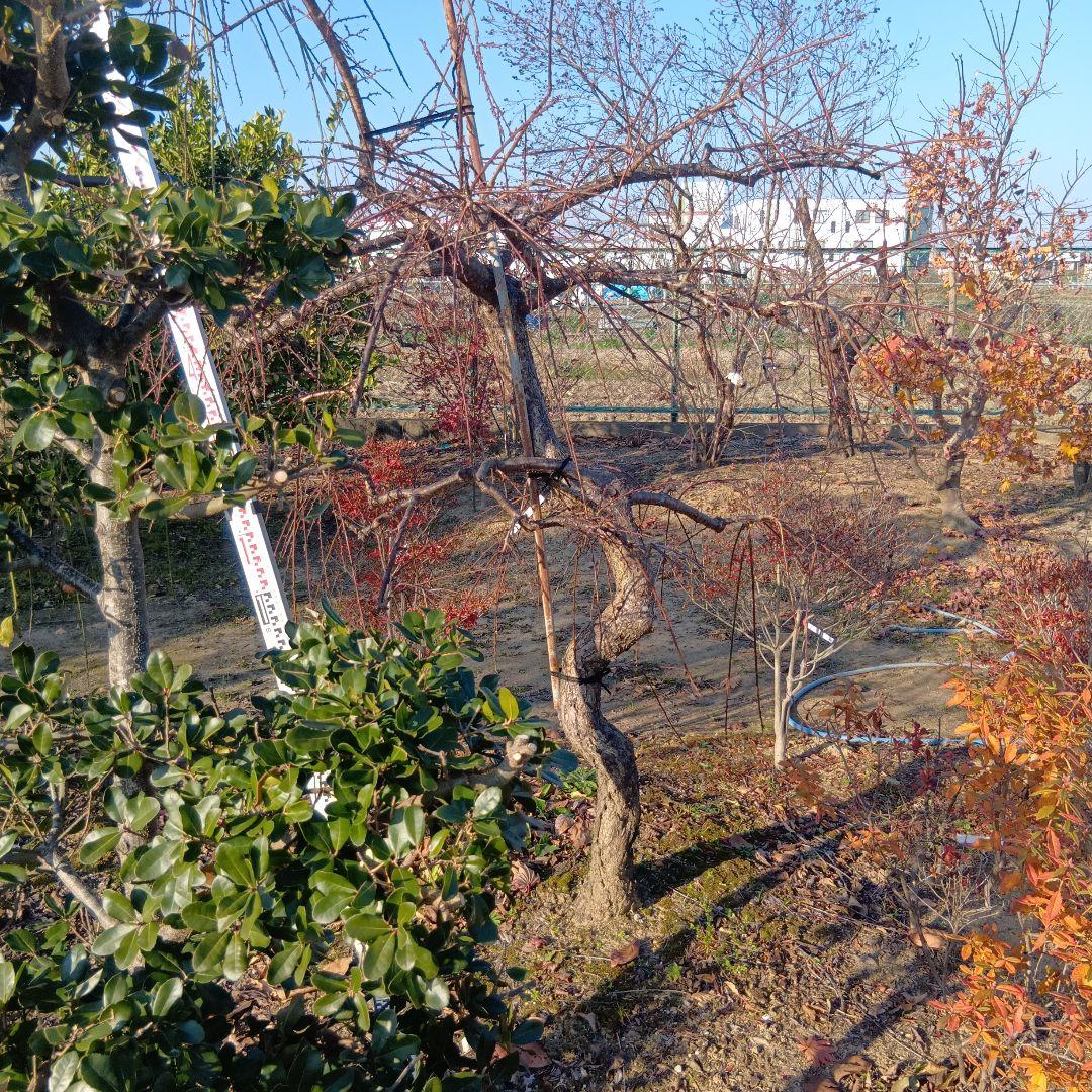 紅シダレ梅（梅）庭木（曲がりありカッチョイイサイズ）