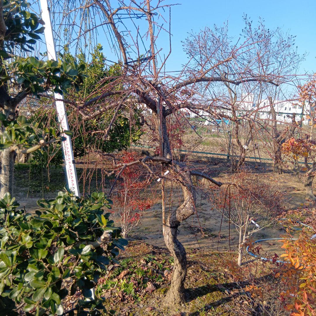 紅シダレ梅（梅）庭木（曲がりありカッチョイイサイズ）