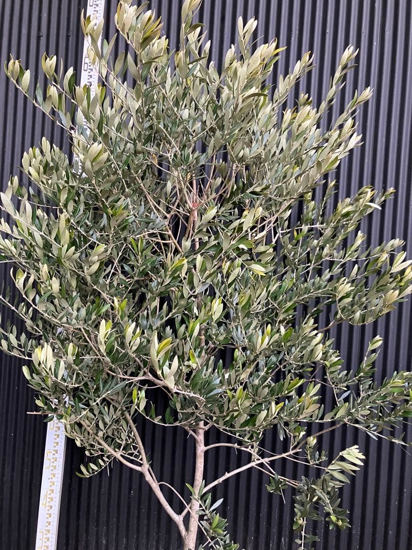 オリーブの木　カヨンヌ