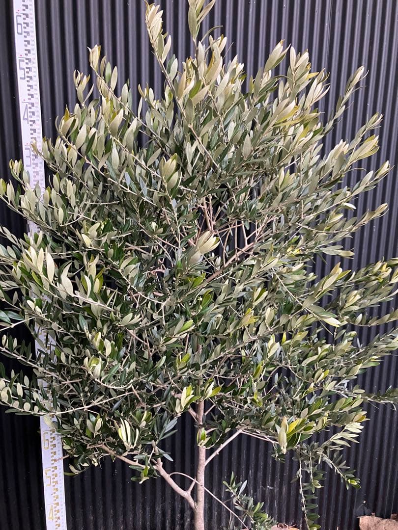 オリーブの木　カヨンヌ