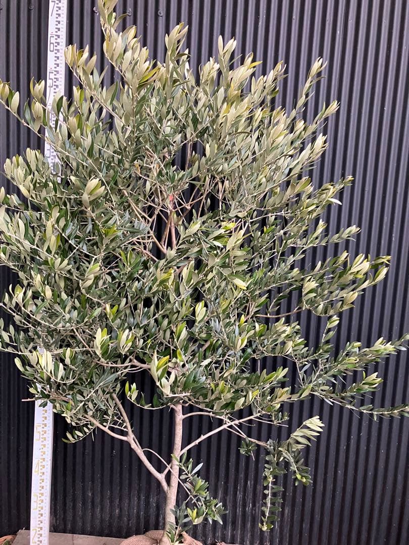 オリーブの木　カヨンヌ