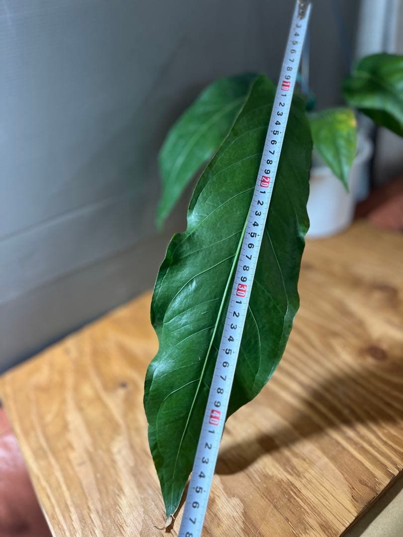 ❶ アンスリウム ペンデュリフォリウム レア品種