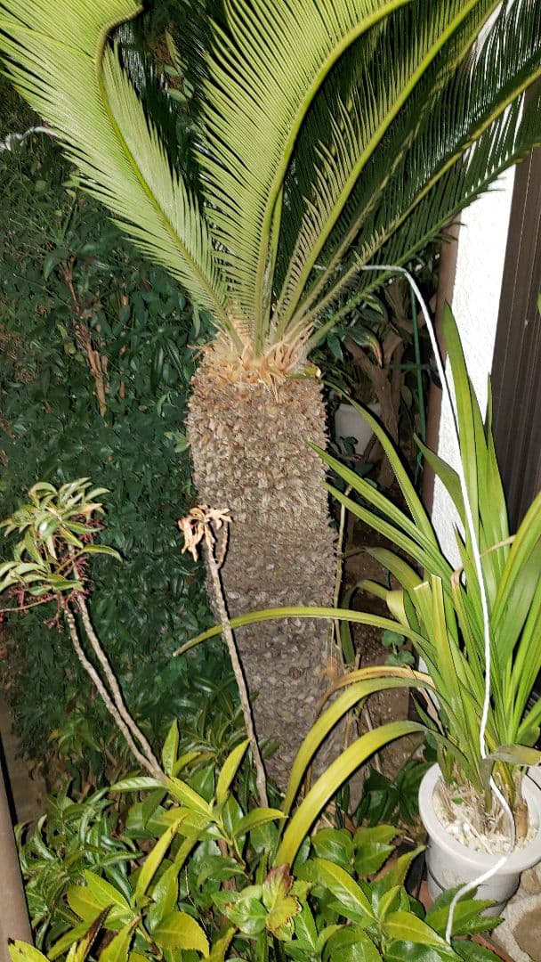 ソテツ 蘇鉄  観葉植物（大型）