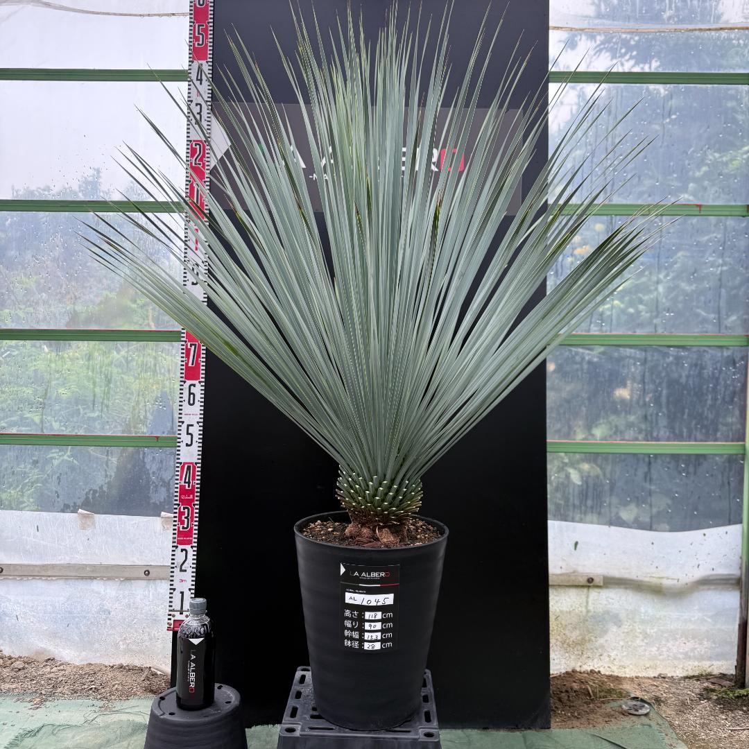 【AL1045】ユッカ　ロストラータ　ランチョブルー　数量限定販売