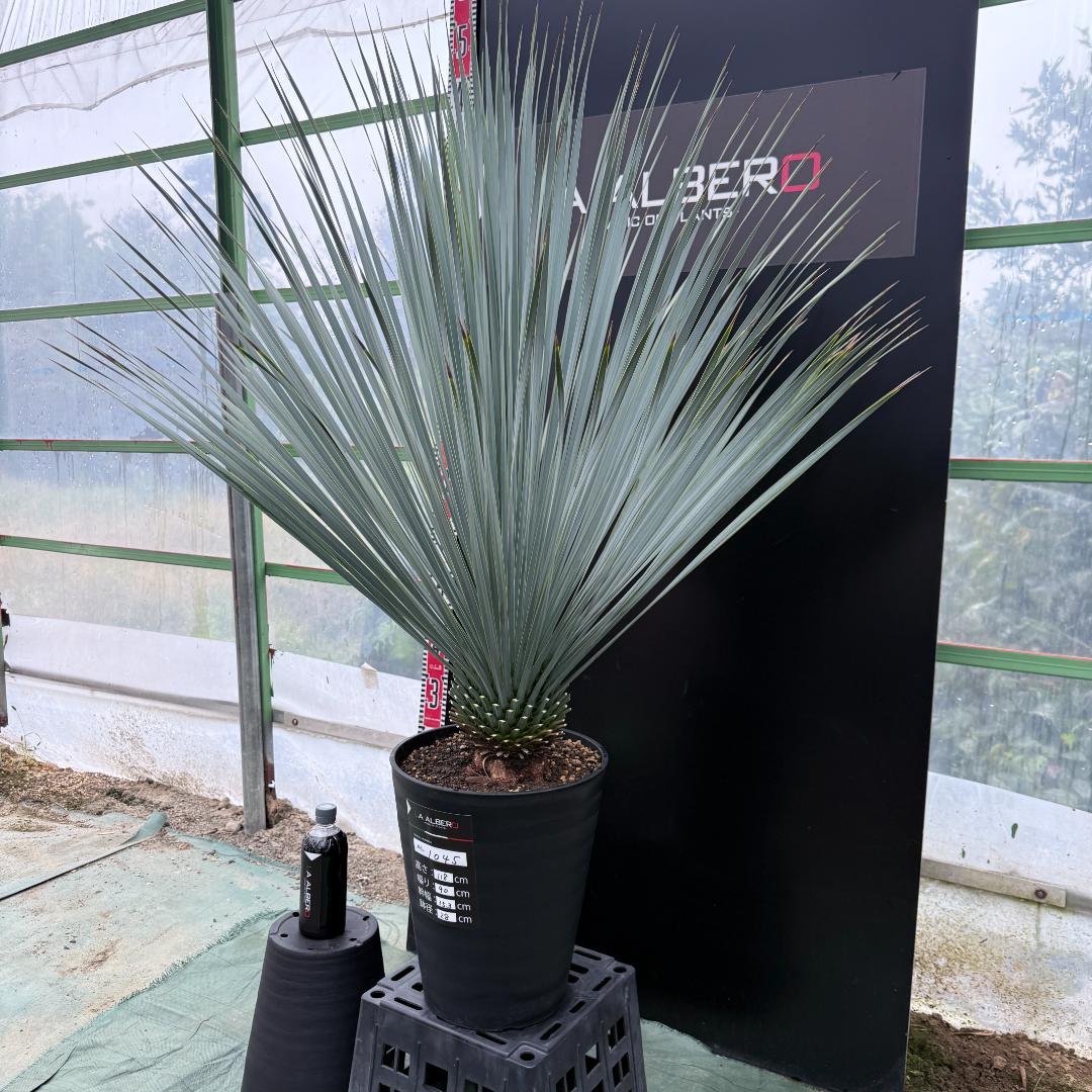 【AL1045】ユッカ　ロストラータ　ランチョブルー　数量限定販売