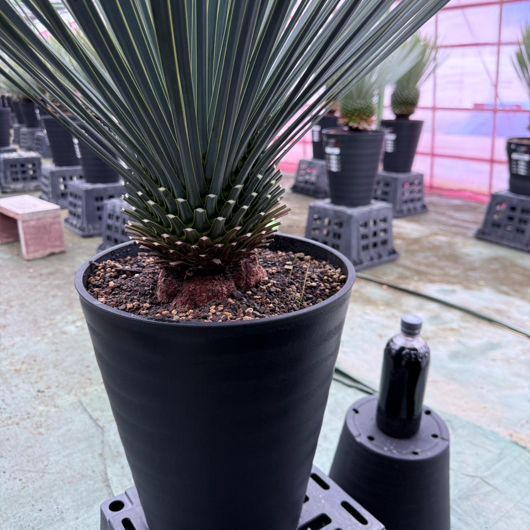 【AL1045】ユッカ　ロストラータ　ランチョブルー　数量限定販売