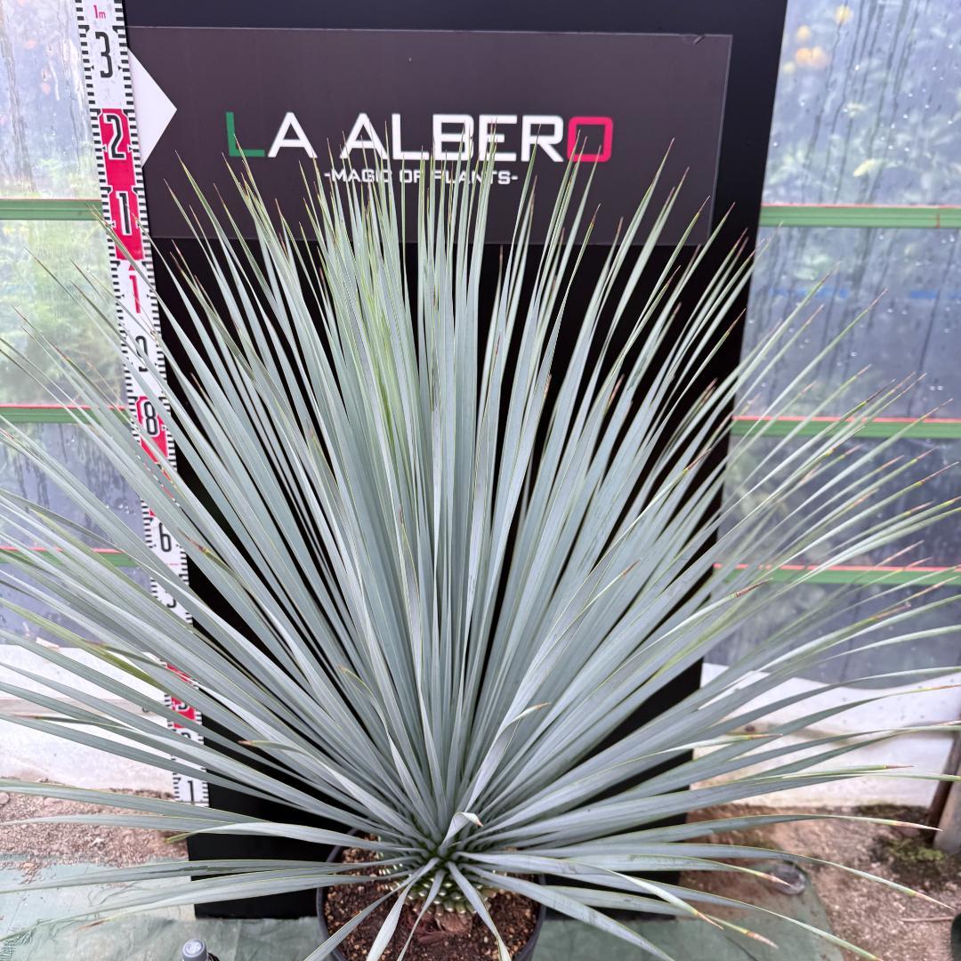 【AL1045】ユッカ　ロストラータ　ランチョブルー　数量限定販売