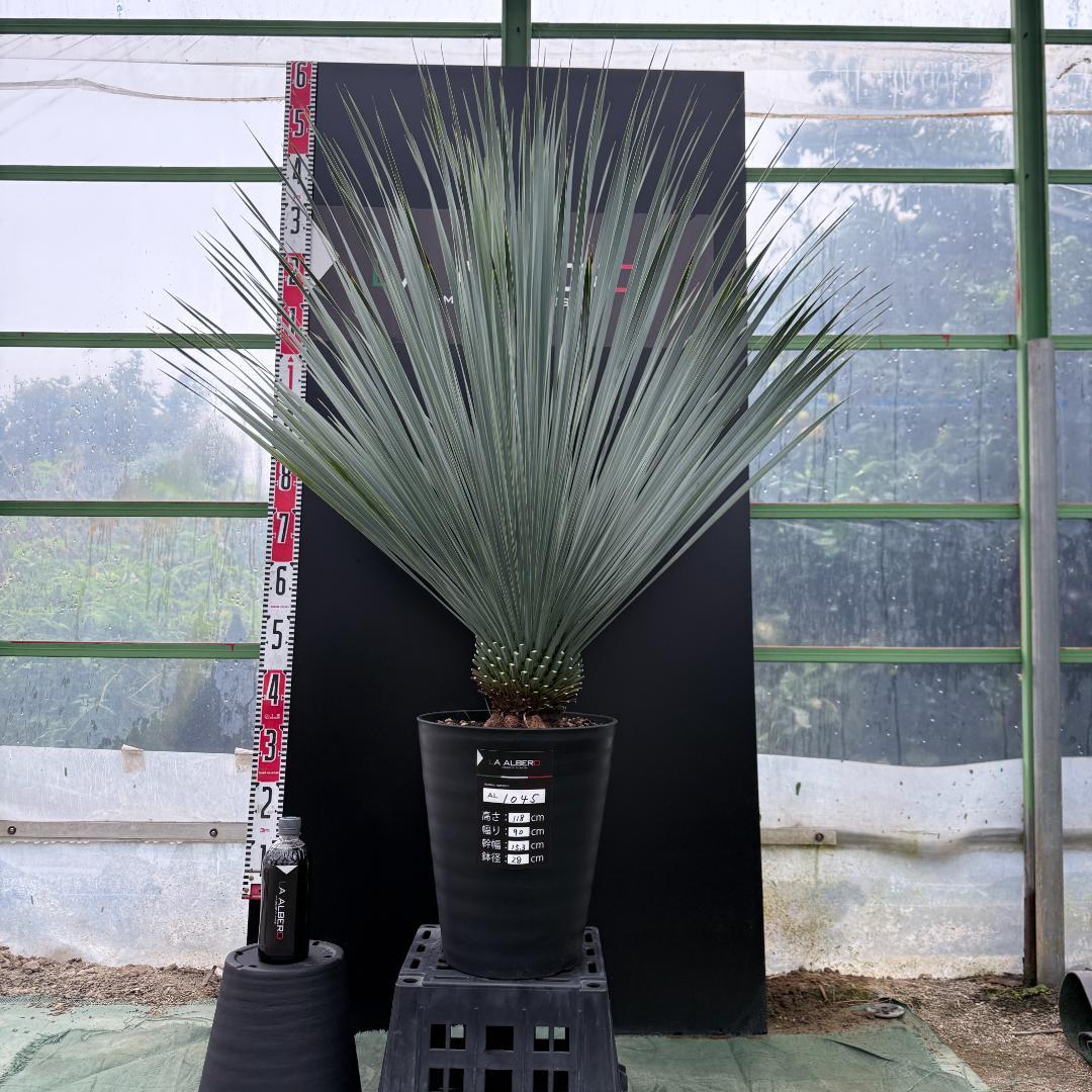 【AL1045】ユッカ　ロストラータ　ランチョブルー　数量限定販売