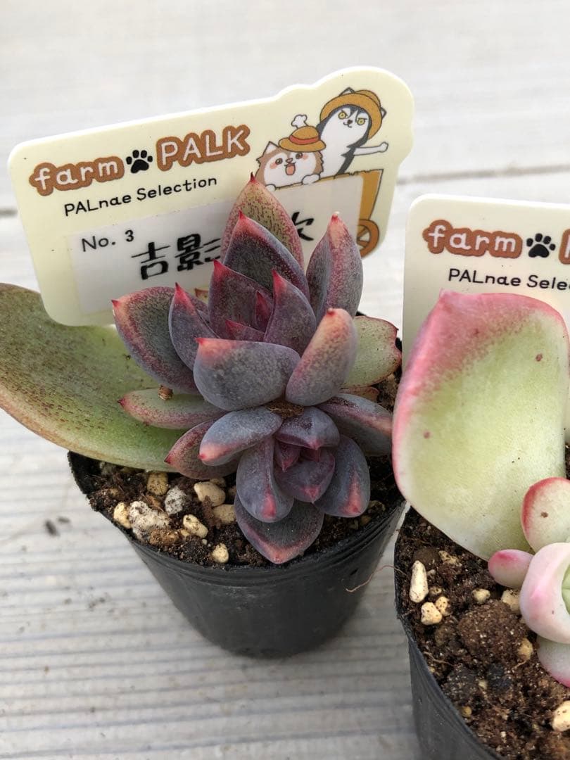 多肉植物 ファームパルク苗♡小苗セット