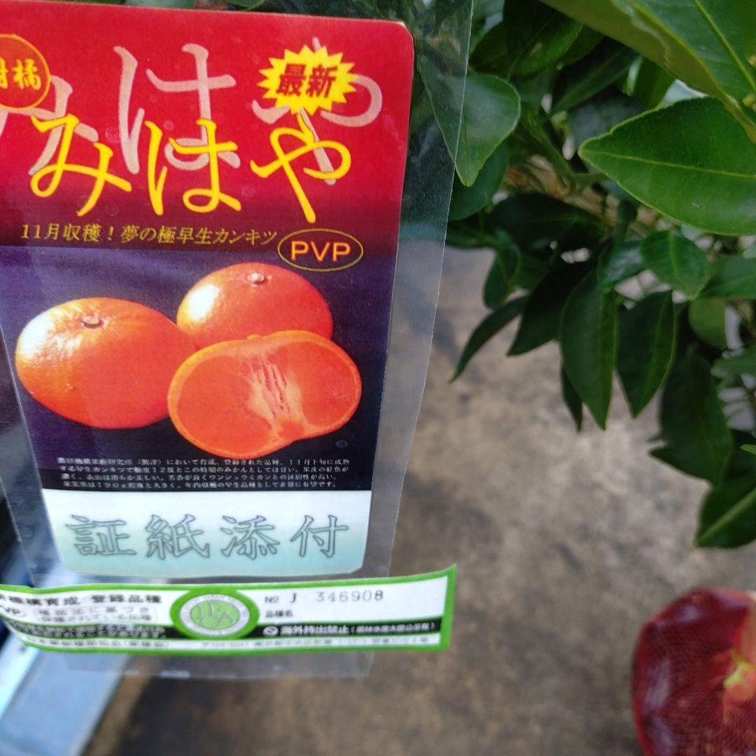 kazuページB・混合梱包品「小原紅早生３年生」＋「みはや」１本・合計2本