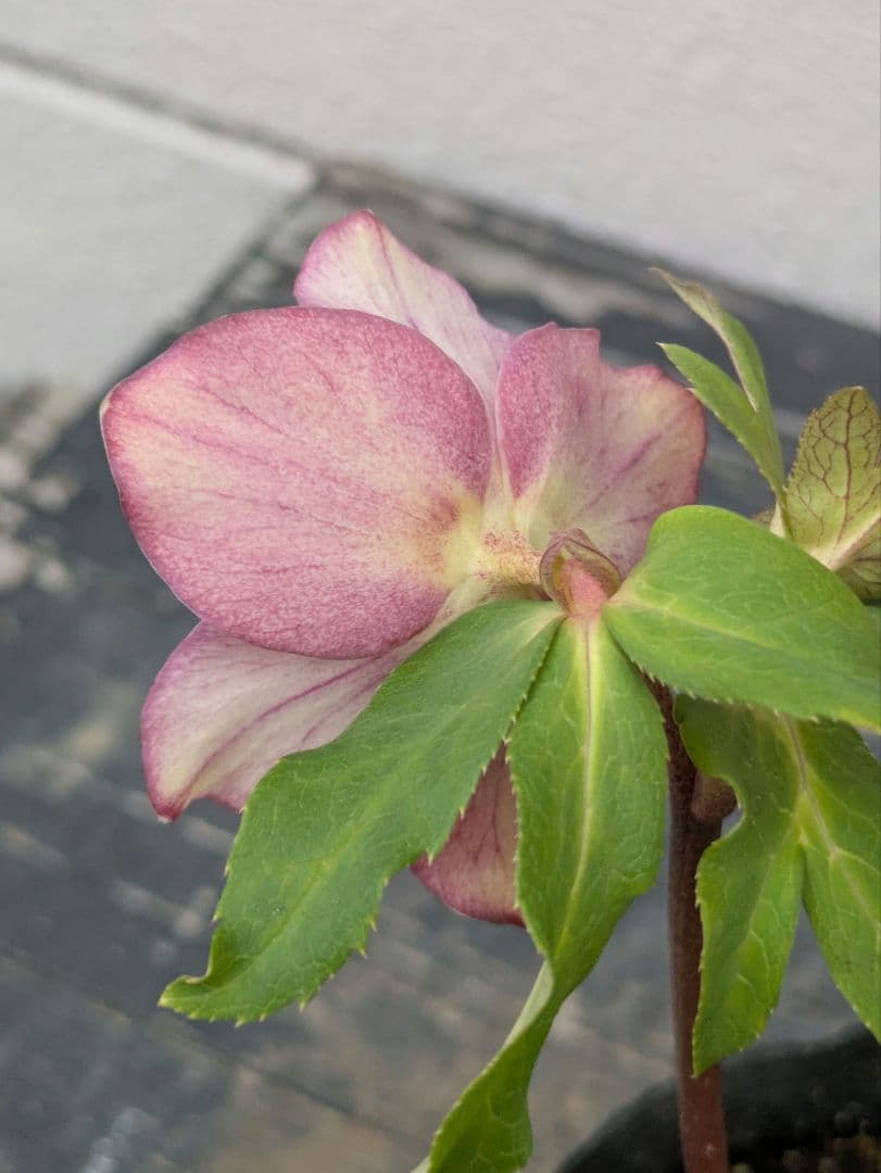 広瀬園芸 クリスマスローズ 【小輪ソレイユ系 リバーシブルdd】