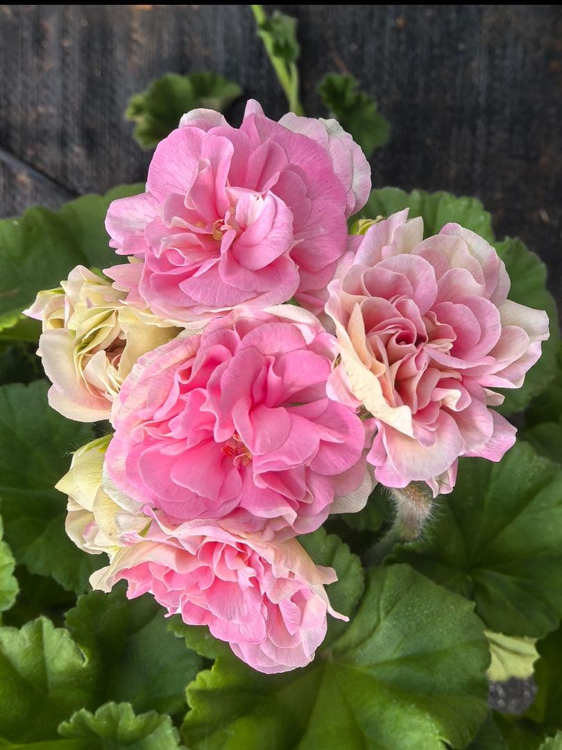 稀少ゼラニウム大苗