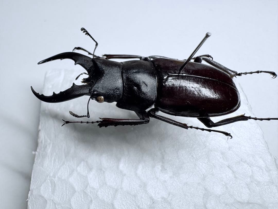 久米島　クメジマノコギリクワガタ50mm【標本】規制前採集品