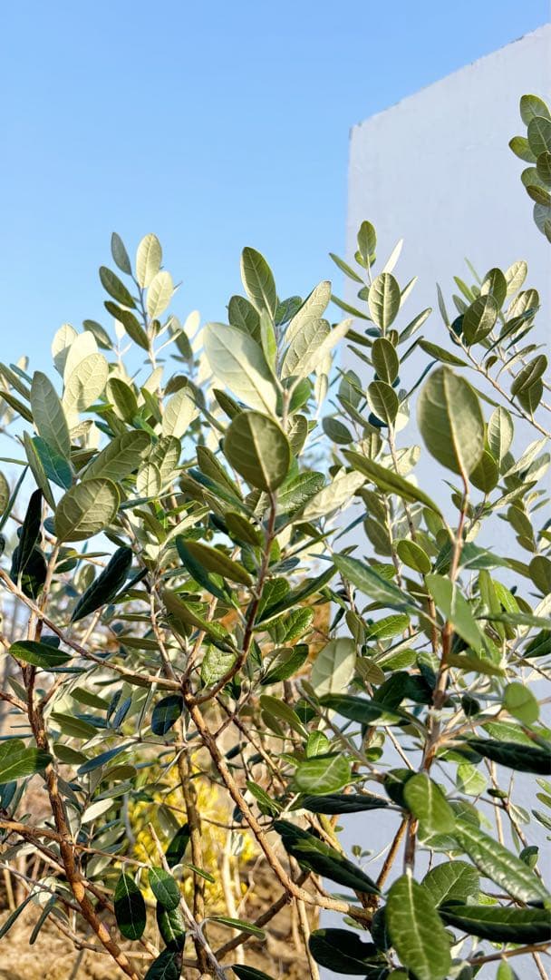 超美形。仕立てフェイジョア1.7M(鉢底から)