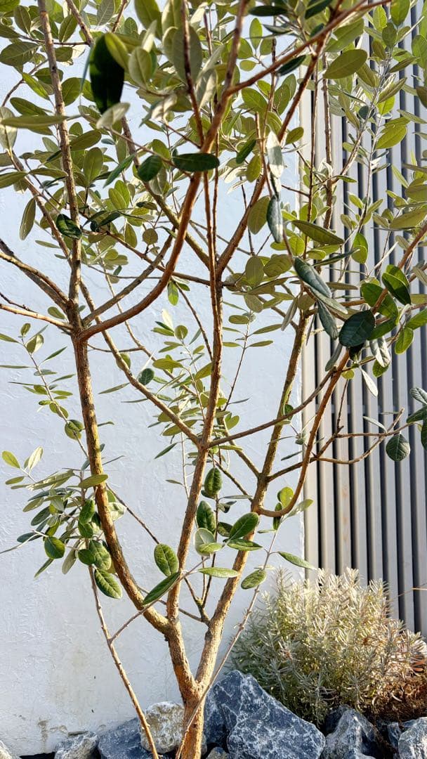 超美形。仕立てフェイジョア1.7M(鉢底から)