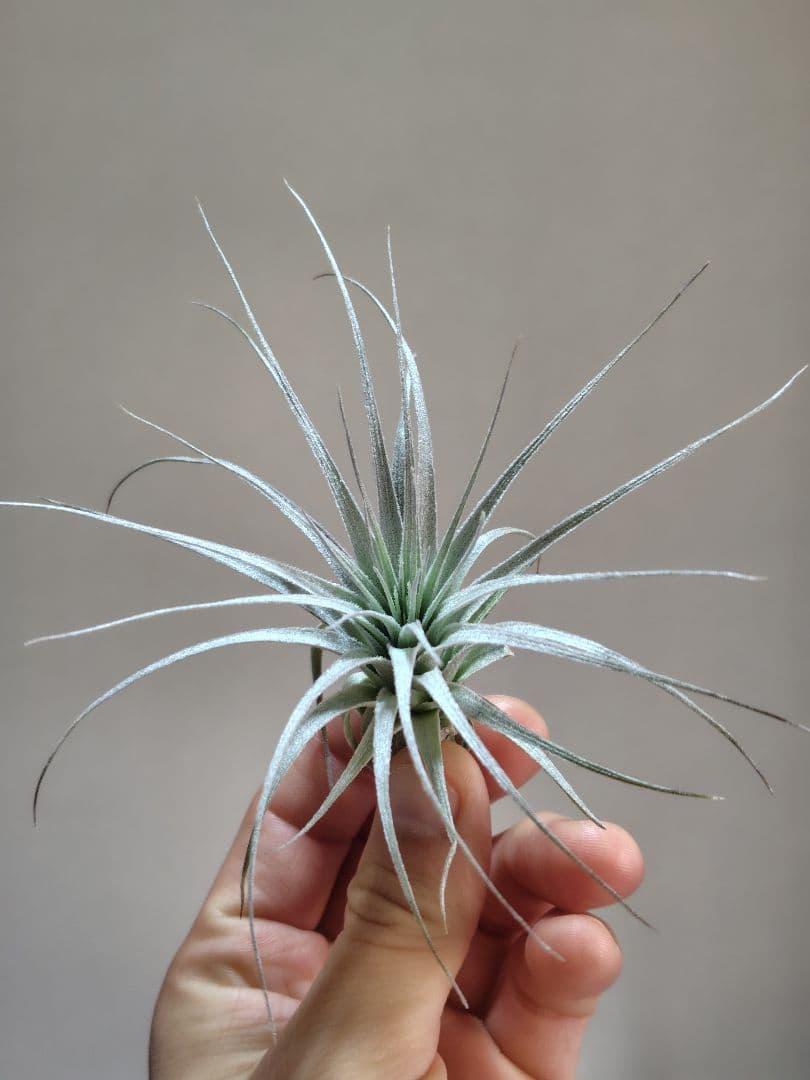 Tillandsia chapeuensis チャペウエンシス