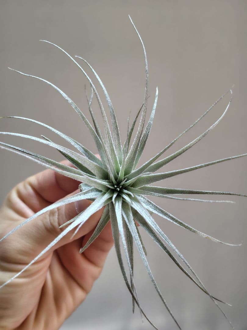 Tillandsia chapeuensis チャペウエンシス