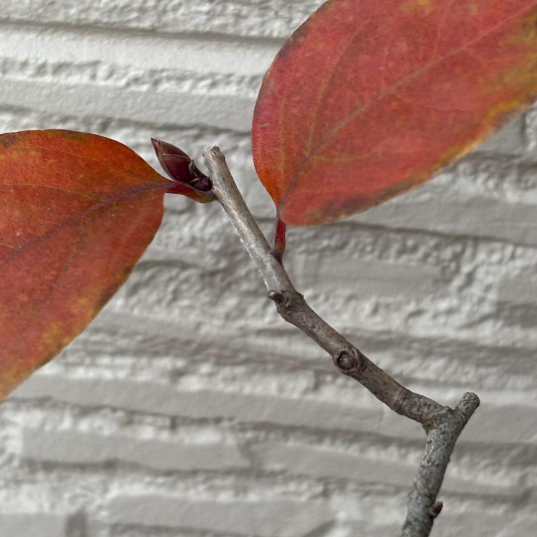 ヤマコウバシ　盆栽