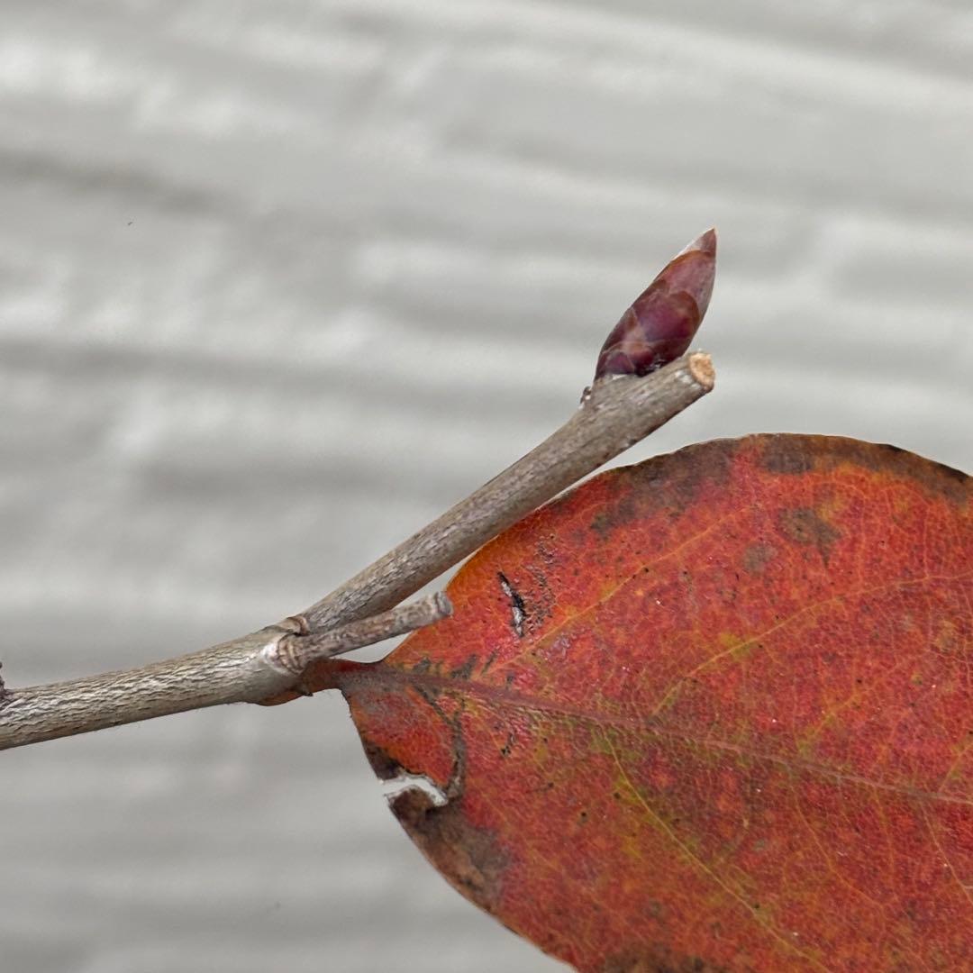 ヤマコウバシ　盆栽