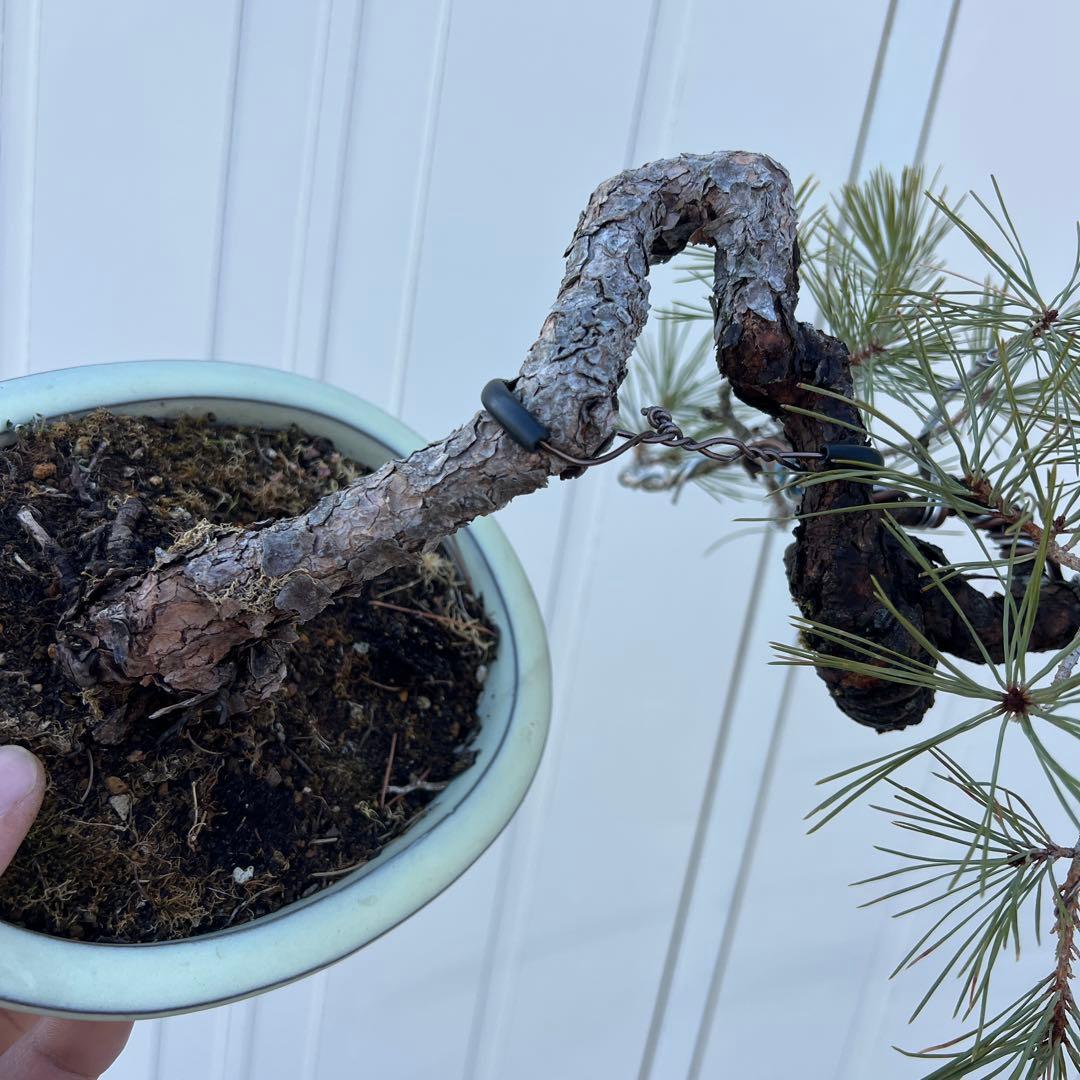 山採り　赤松　文人風