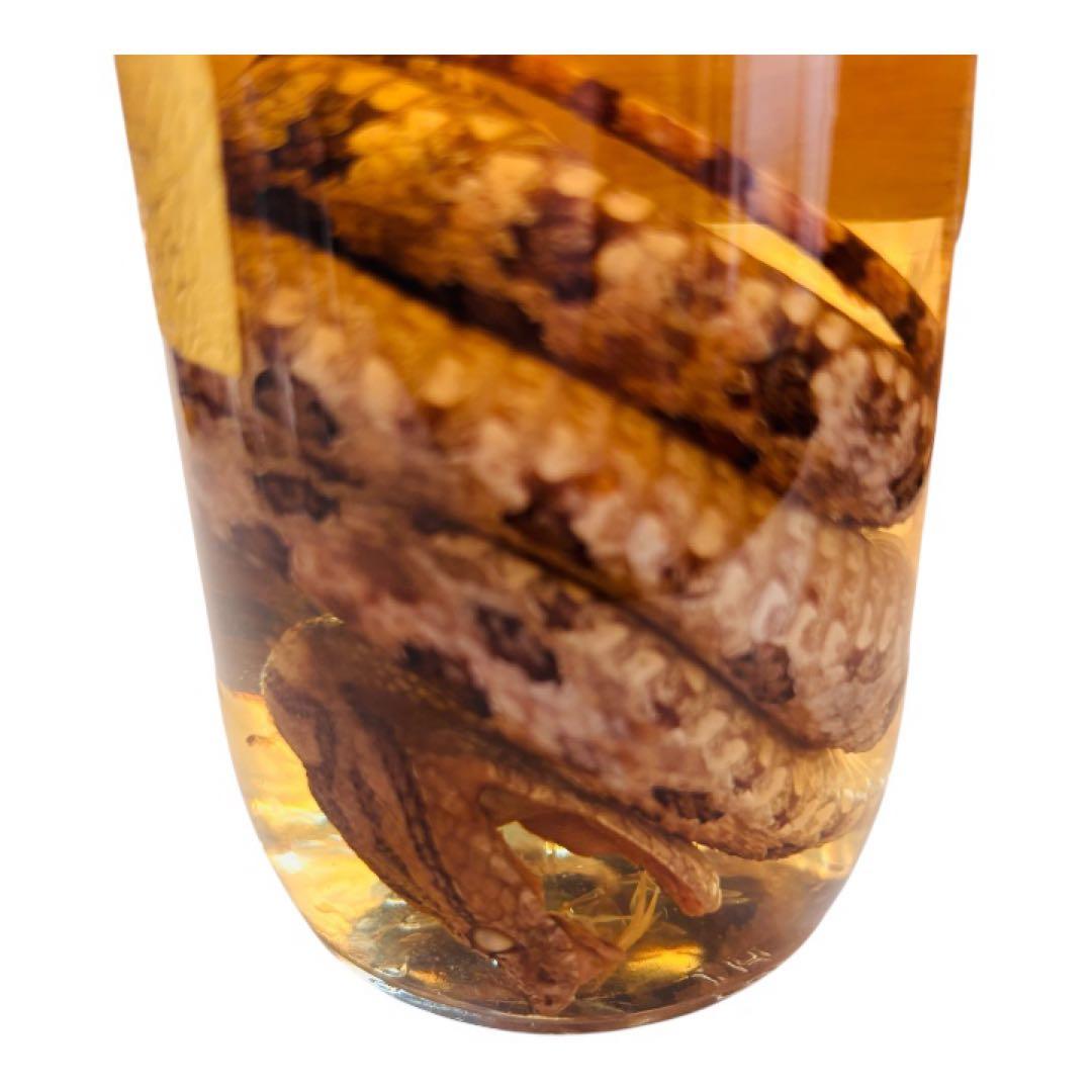 【お値下げ】ハブ入りハブ酒 南都　億万長蛇　限定品 南都酒造所　沖縄