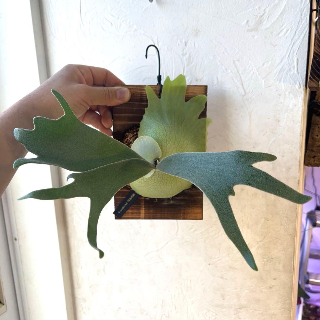 ぽ*様 ビカクシダ　ウィリンキー　月光爪哇　子株　板付