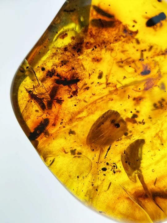 大粒　天然虫入り琥珀　アンバー　夏休み　自由研究　化石　恐竜