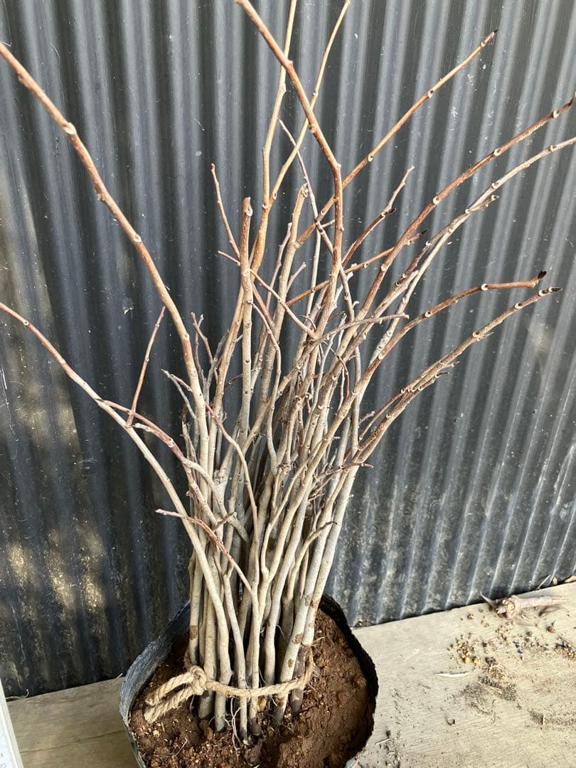 実生　ポポー　35本　接木　台木