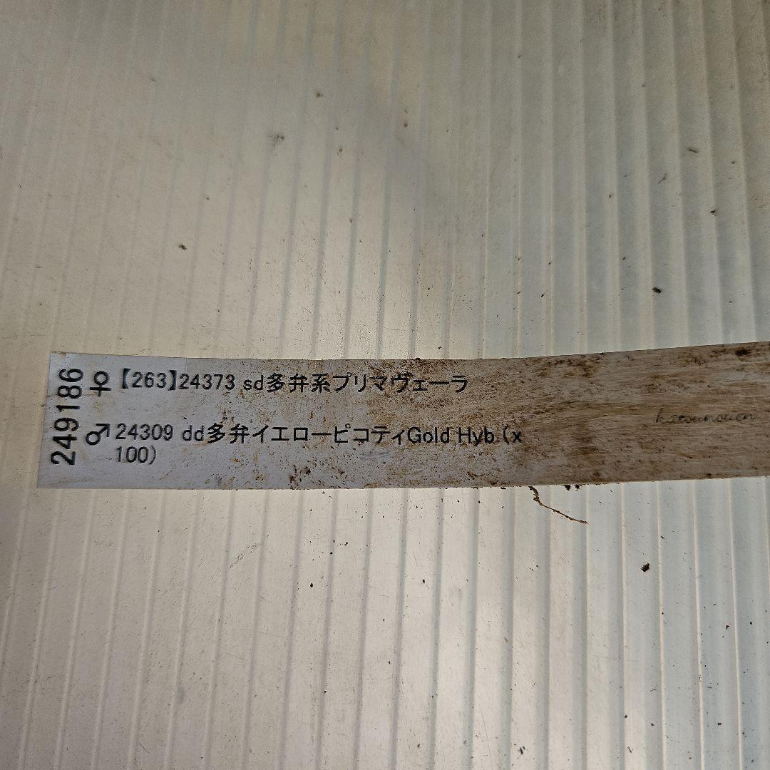 チョラコ☆様ご購入苗㉖-245㉖-268クリスマスローズ