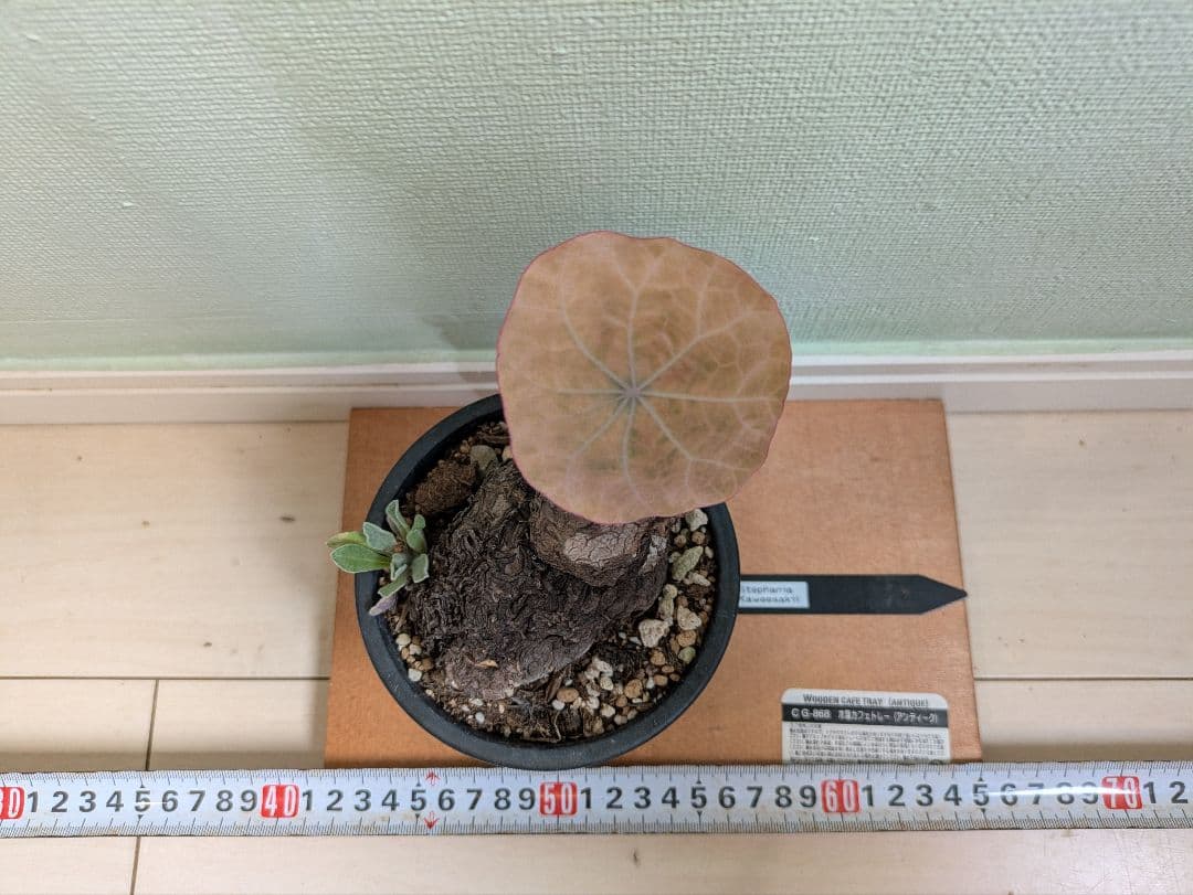 アクセラシルバー　ステファニアカウィーサキー